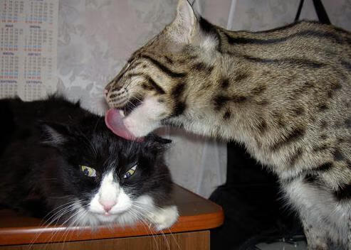 硬仗的厚度，从门迪的指尖到土耳其的加时