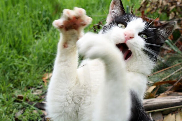 开云体育中国-F1新赛季揭幕战之夜，保罗惊艳全场，成为焦点之星