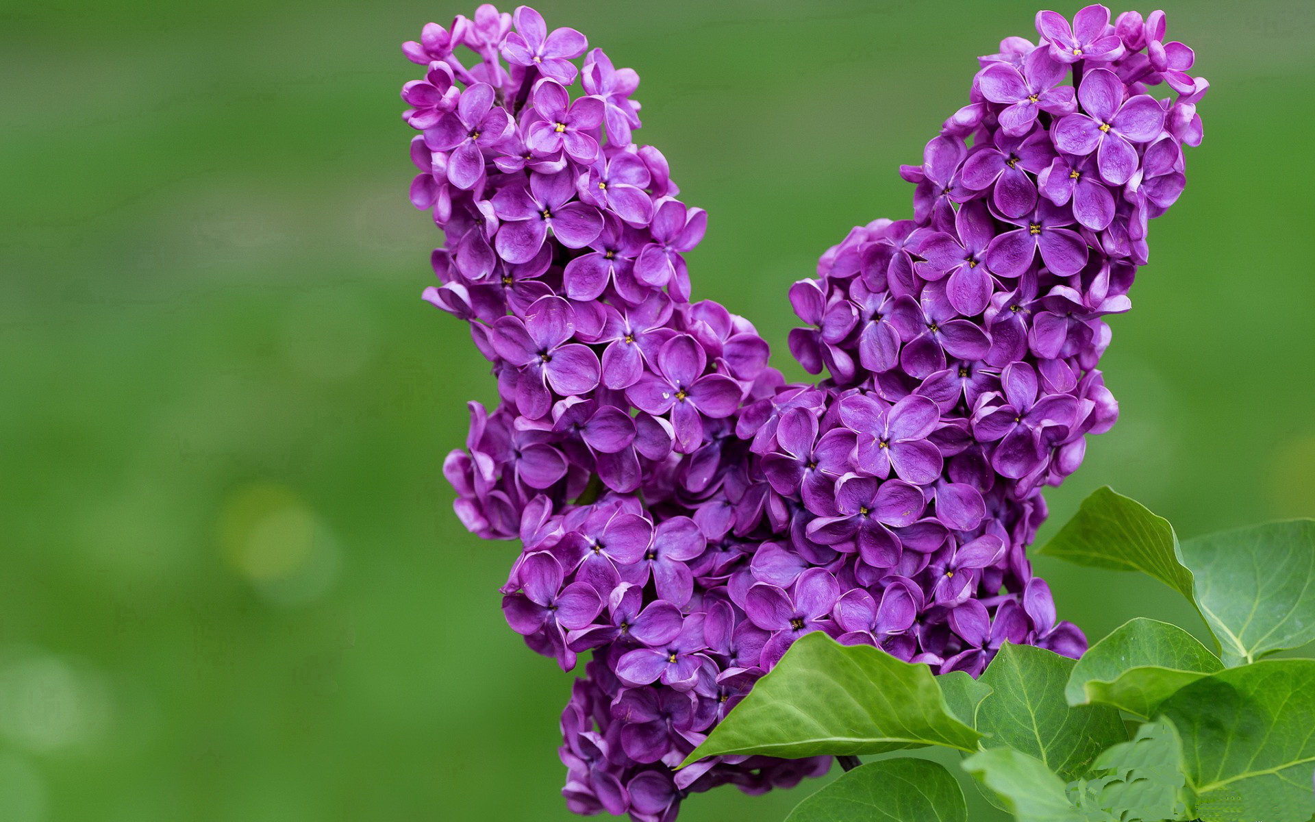 辽宁惊天逆转！总决赛G3一波流带走灰熊