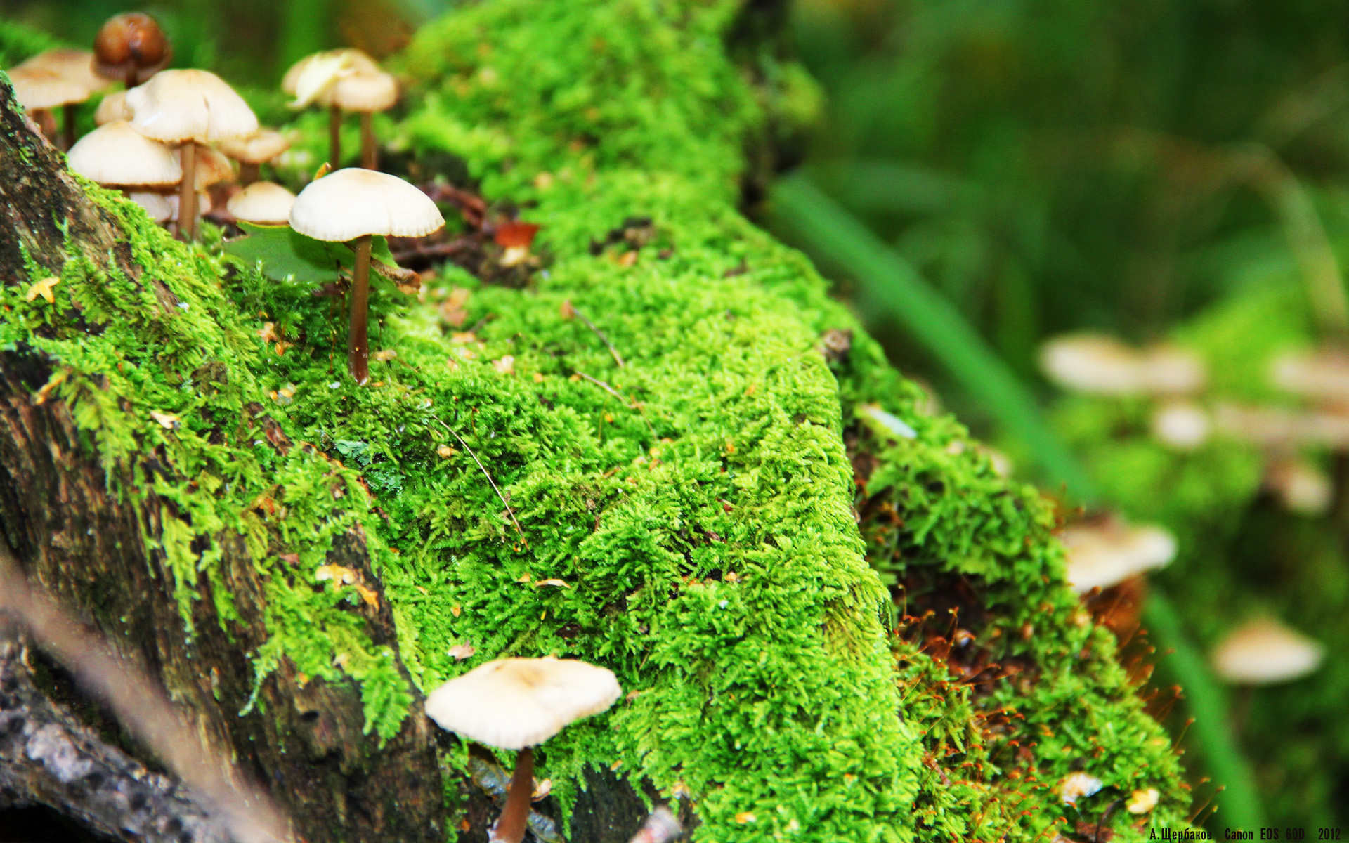 开云体育APP下载-爱德华兹狂飙难救主，广东队末节风暴令掘金黯然失色