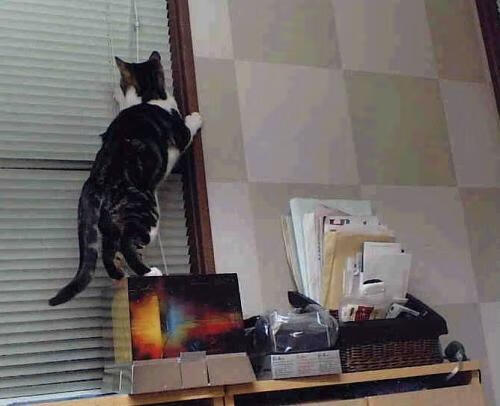 开云官网-东方震撼！上海封锁雷霆破解总决赛密码