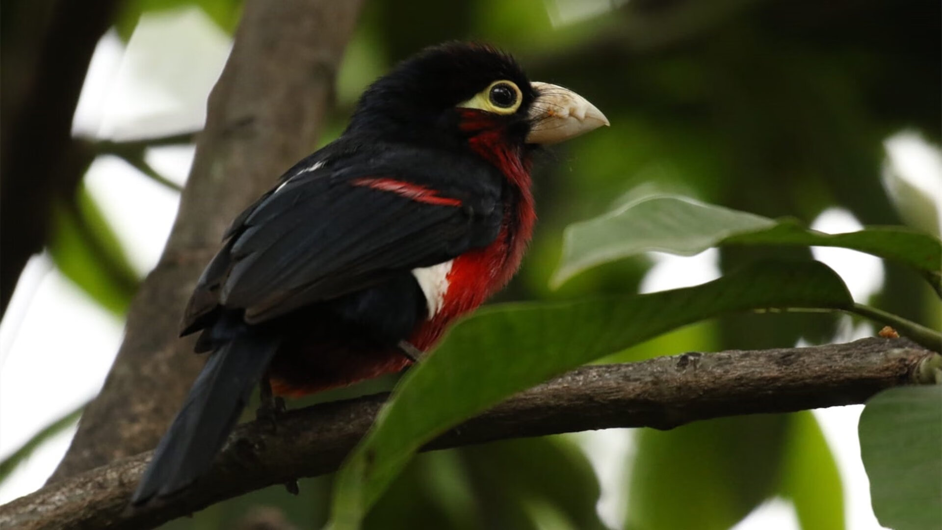 掌控比赛节奏，比利时单节爆发拉开乌克兰，锁定胜局