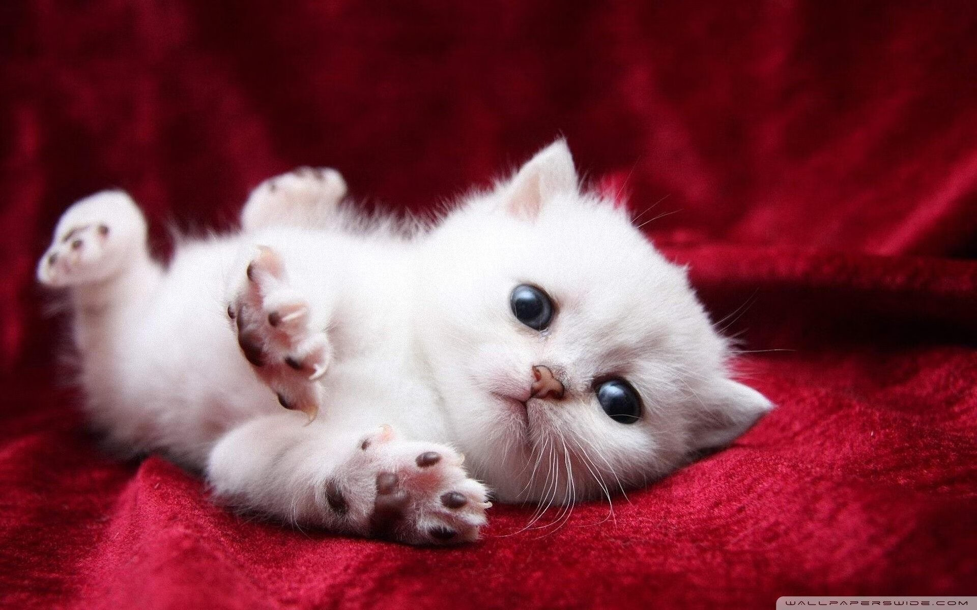 克瓦拉茨赫利亚独舞绿茵场，哥斯达黎加与卡塔尔对决中的闪耀之星