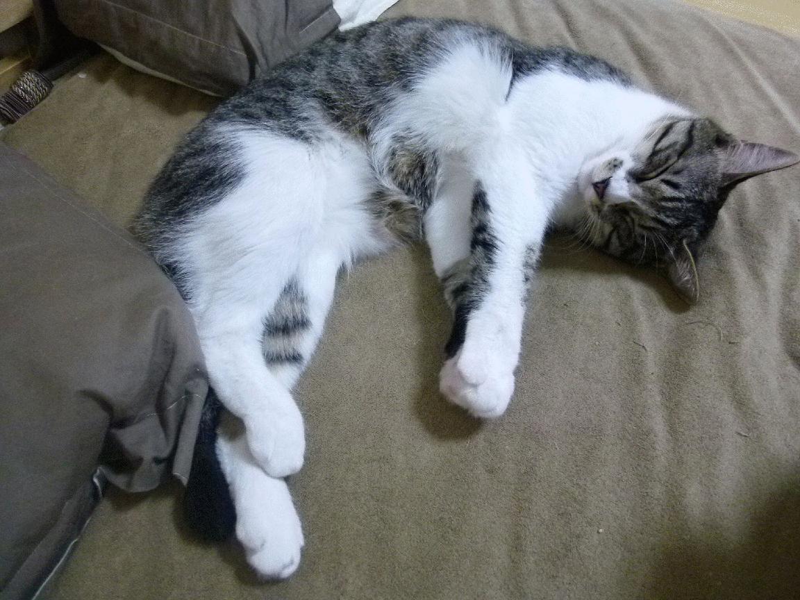 扎克·拉文50分神迹撕裂雄鹿，开拓者客场强行终结对手连胜