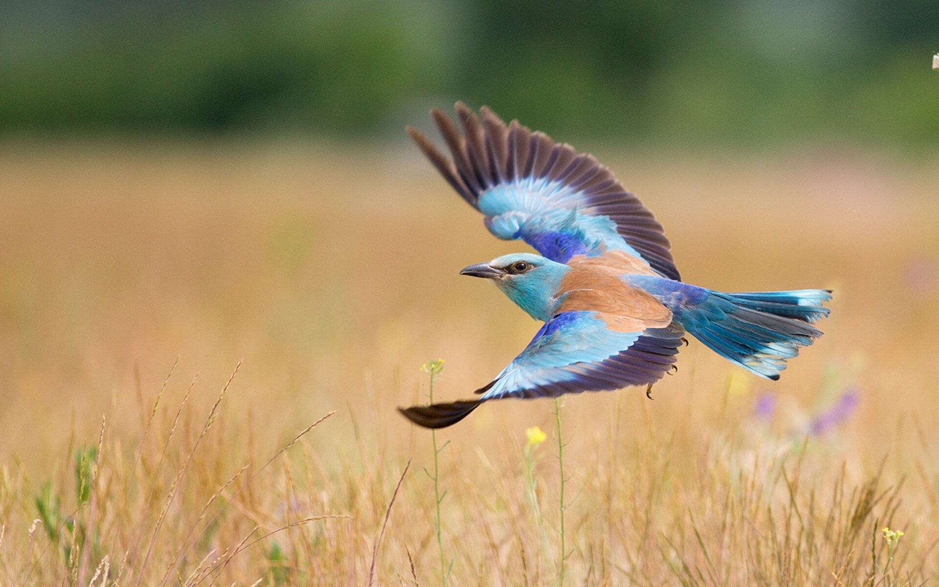 库里虚拟爆发点燃辽宁，湖人悬念终结于数据洪流