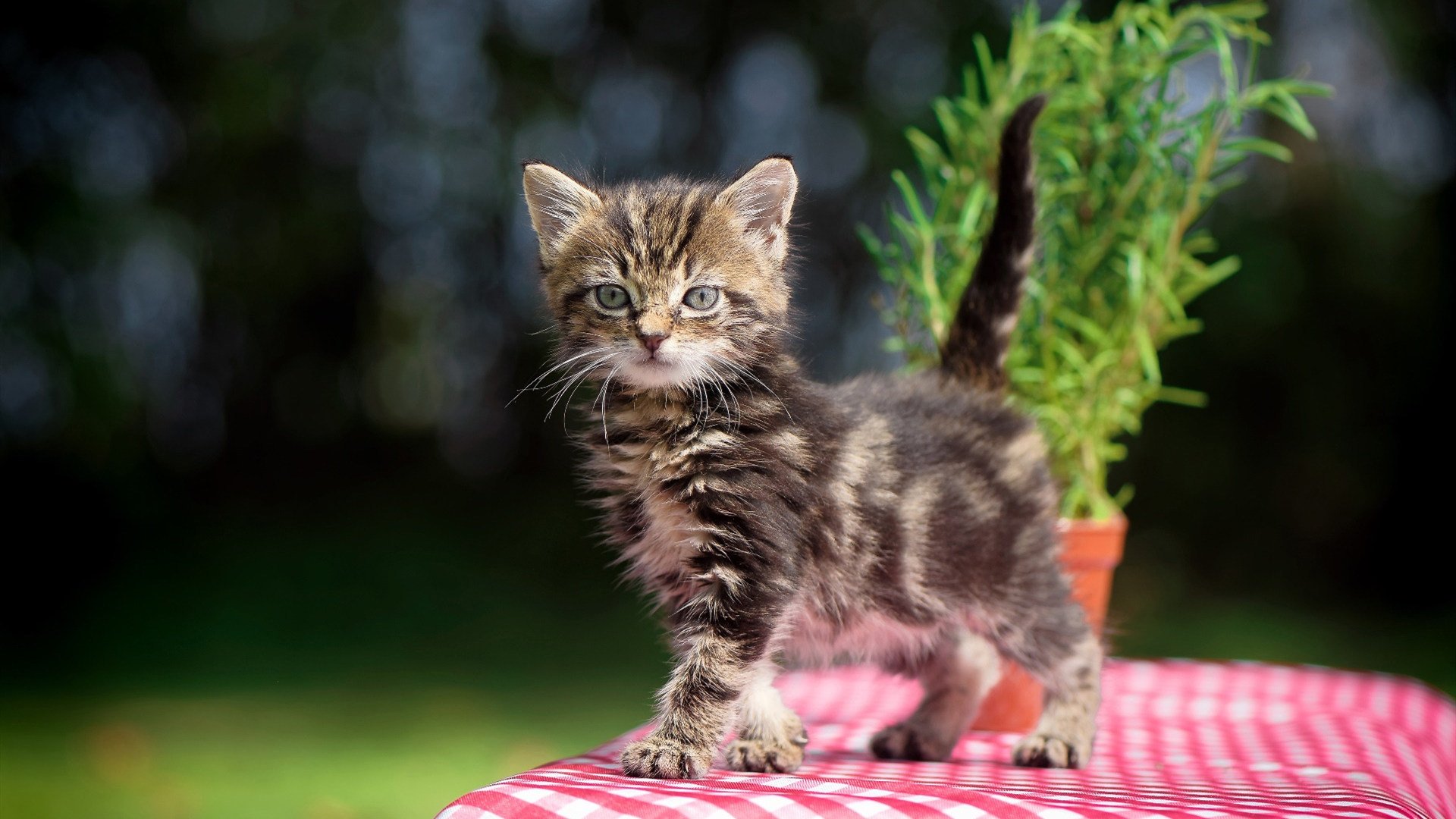 引擎与篮筐的对话，竞技场上的极限追逐