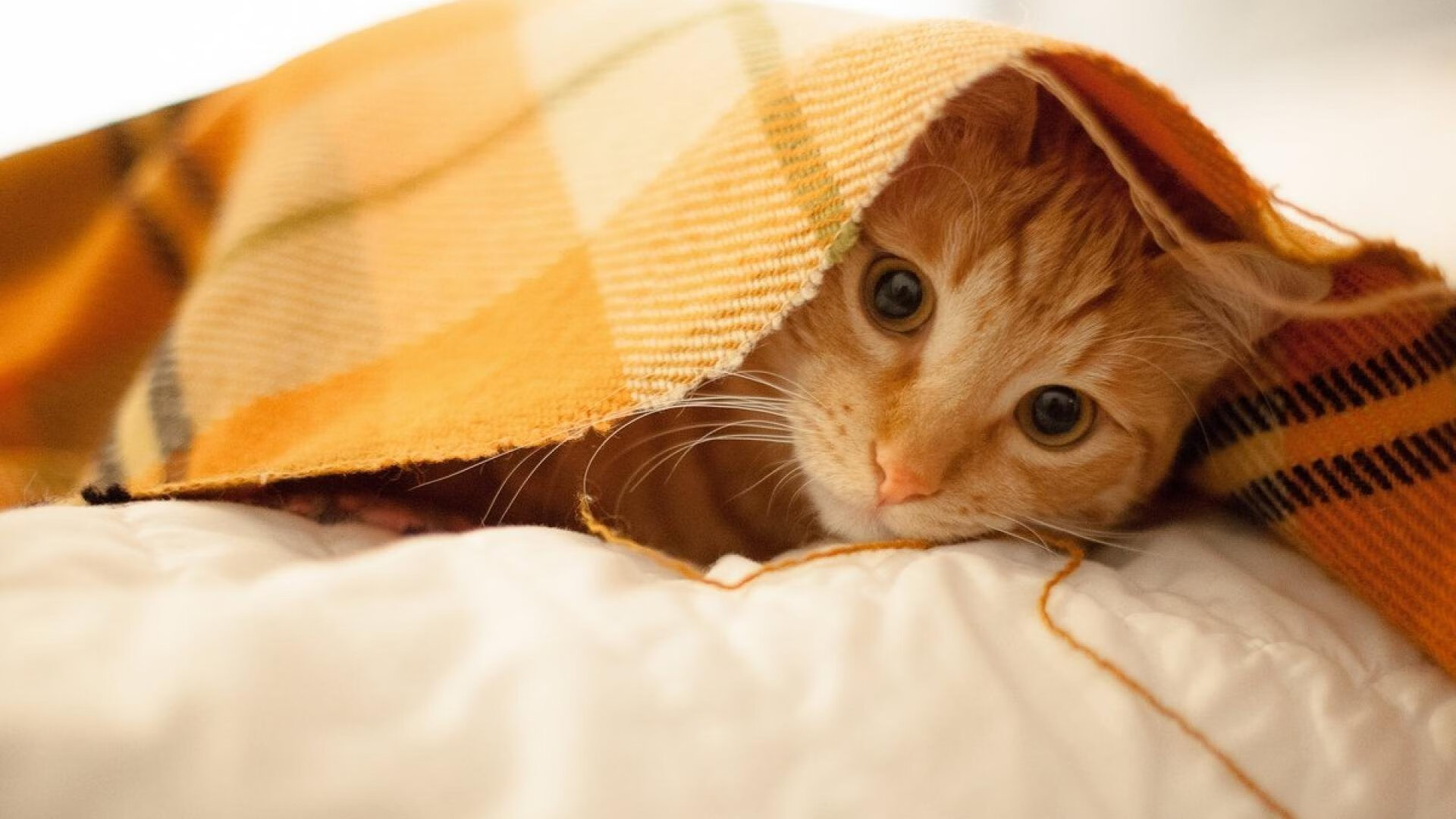 开云官网-竞技之巅，巴拉圭与加纳的东决关键之战