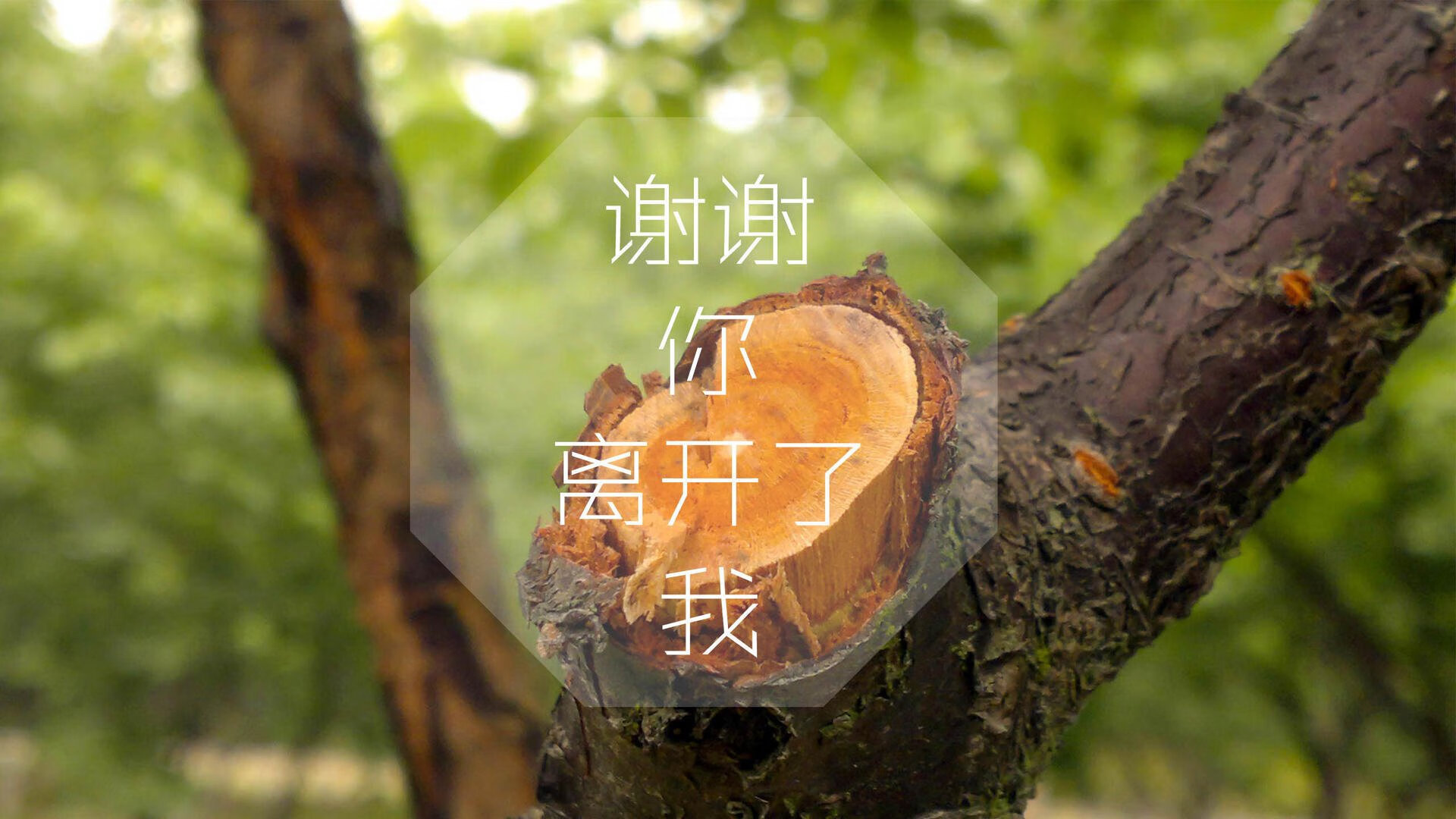 星条旗闪耀2026世界杯之巅，美国力克伊朗，莫德里奇书写不朽传奇